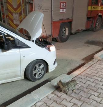 Mardin’de hafif ticari aracın motor bölümünde doğan 4 yavru kedi, kurtarıldı