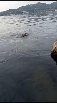 Su samuru oltaya takılan balığı yakalayıp kaçtı