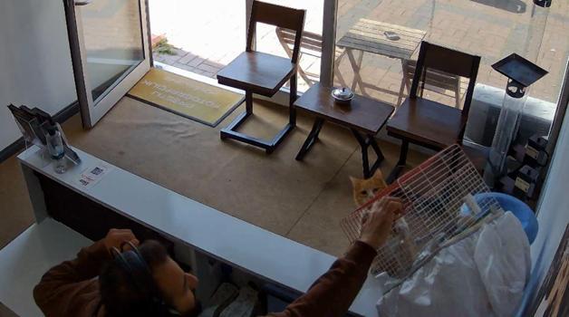 Kedinin, dükkandaki kuşlara saldırdığı anlar kamerada