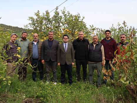 Arsuz'da limon hasadı başladı