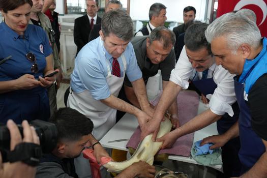 Amasya’da 8 bin cipli “Mersin Balığı” Karadeniz’e bırakılacak