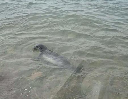 Ayvalık sahilinde Akdeniz foku görüntülendi