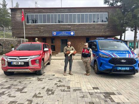 Kilis’te yaralı leylek bulundu
