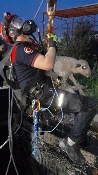 Kuyuya düşen kuzuyu itfaiye kurtardı