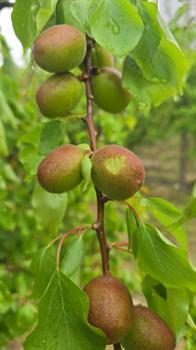 Hatay’da etkili olan dolu, tarım arazilerine zarar verdi