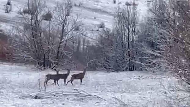 Erzincan Refahiye'de kızılgeyikler görüntülendi