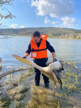 Barajda bitkilerin arasında mahsur kalan yaralı pelikanı itfaiyeciler kurtardı
