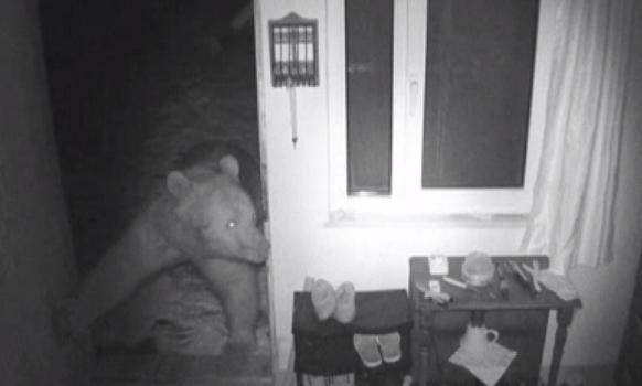 Yayla evlerine girip, mahallelerde dolaşan ayılar kamerada