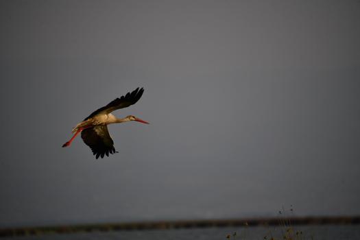Kızılırmak Deltası Kuş Cenneti’nde bahar coşkusu; flamingolardan görsel şölen