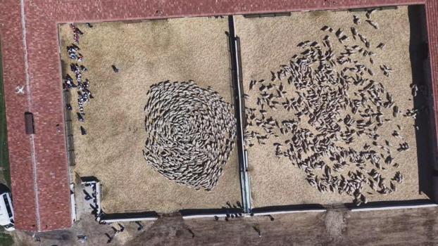 Kuzuların anneleri ile buluşması dron kamerasında