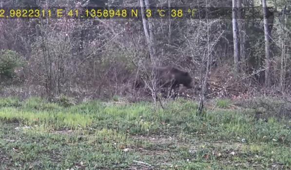 Evinin yakınındaki ormana fotokapan kurup, yaban hayatı görüntüledi