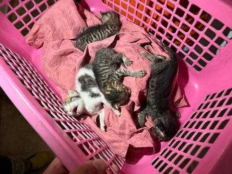 Hatay’da havalandırma ve baca boşluklarına düşen 5 yavru kedi kurtarıldı