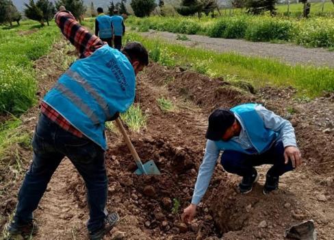 Gaziantep'te denetimli serbestlik hükümlüleri fidan dikti