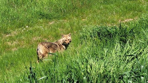 Nesli tükenme tehlikesi altındaki çakal tarlada görüntülendi