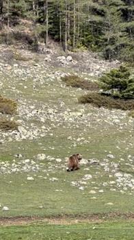 Ormanda gezen yaralı ayı görüntülendi