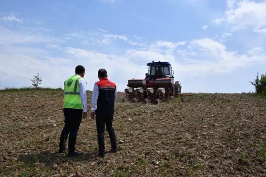 Edirne’de 70 dönümlük alana yerli hibrit ayçiçeği tohumu ekildi