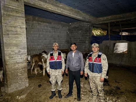 Kilis’te kayıp olan büyükbaş hayvanlar bulundu
