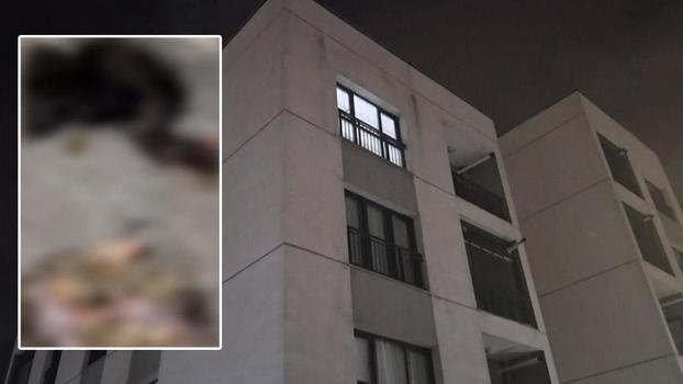 Başakşehir'de sitede 4 yavru kedi parçalanarak öldürüldü iddiası