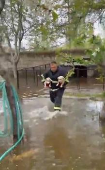 Niğde’de su basan hobi bahçesinde mahsur kalan yavru köpekler kurtarıldı