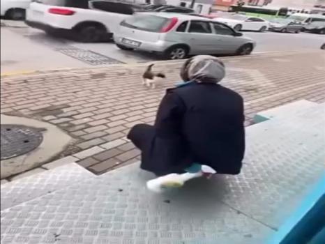 Kedinin yüzüne yağ çözücü sprey sıkan market çalışanı adli kontrol şartıyla serbest