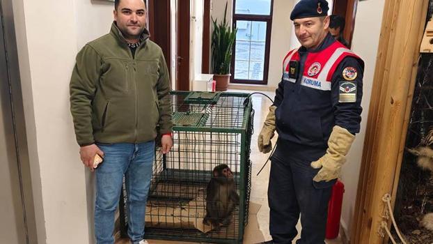 Köy yolunda bulunan 'Hint şebeği' cinsi maymun koruma altına alındı