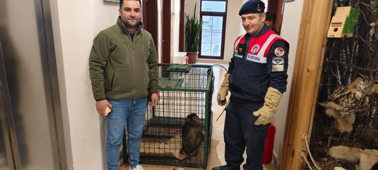 Köy yolunda bulunan 'Hint şebeği' cinsi maymun koruma altına alındı