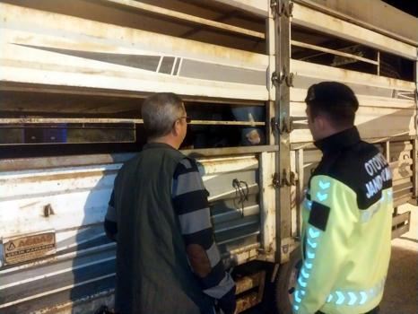 Belgesiz ve sağlık raporu olmayan büyükbaş taşıyan sürücüye 42 bin 86 lira ceza