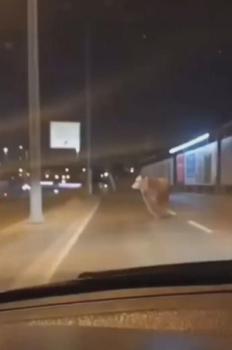 Avcılar'da kaçan kurbanlık boğa D-100 Karayolu'na çıktı