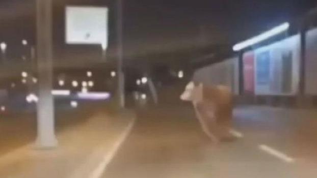 Avcılar'da kaçan kurbanlık boğa D-100 Karayolu'na çıktı