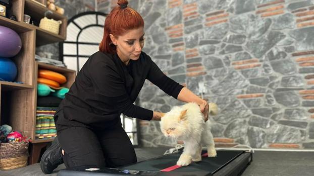 18 yaşındaki kediye fizyoterapi desteği