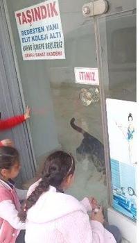 Kedi, öğrencilerin duyduğu miyavlama sesi sayesinde kurtarıldı