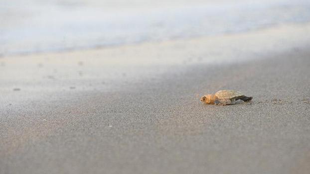 32 yıllık caretta mücadelesi; 1,5 milyon yavru denize ulaştı
