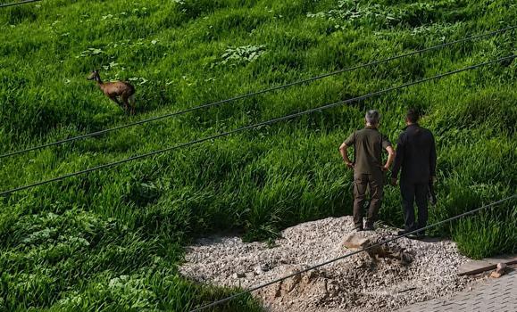Kırşehir'de kent merkezine inen karaca kamerada