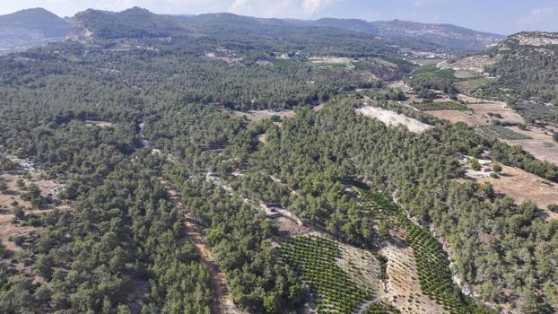 Mersin’de ormanlık alanlara giriş yasaklandı