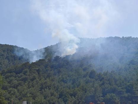 Muğla'da orman yangını