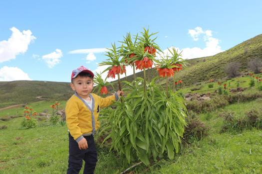 Karlıova’da ters laleler çiçek açtı; ziyaretçiler bölgeye akın etti
