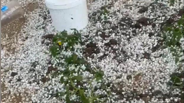 Nusaybin’de dolu yağışı tarım alanlarına zarar verdi