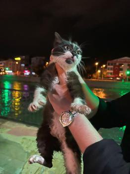 Yeşilırmak kıyısında mahsur kalan kedi kurtarıldı