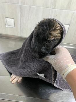 Su kanalında mahsur kalan 2 yavru köpek kurtarıldı