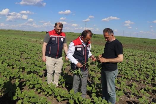 Edirne’de anıza ekilen ayçiçeği yerinde incelendi