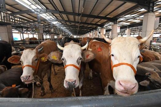 Osmangazi’de kurban satış ve kesim alanları hizmete hazır