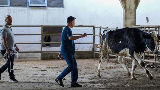 Hayvan yakalama timi, kaçan kurbanlıklar için göreve hazır