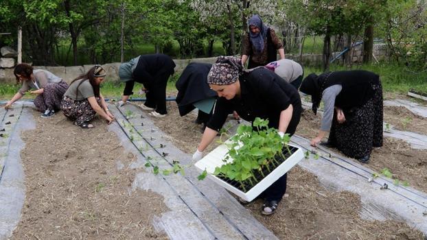 Edremit’te Kadın Komün Bostanları büyüyor, yeni fideler toprakla buluştu