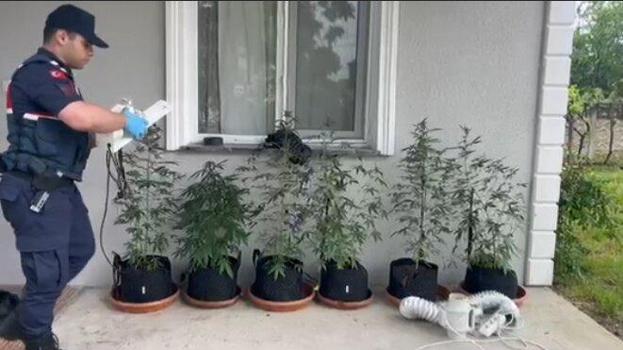 Evine iklimlendirme sistemi kurup, kenevir yetiştiren şüpheli gözaltına alındı