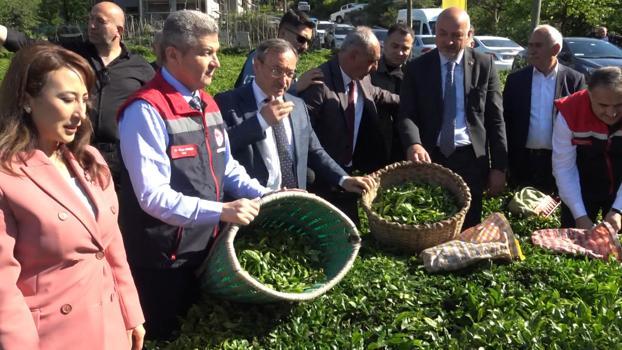 Artvin'de çay hasadı başladı