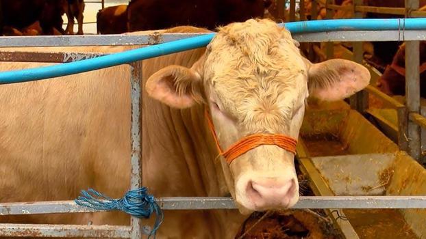 Kurban Bayramı'na 4 gün kala hayvan pazarlarında hareketlilik sürüyor