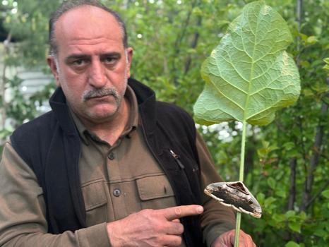 Yağmur ormanlarında yaşayan baykuş kelebeği görüntülendi