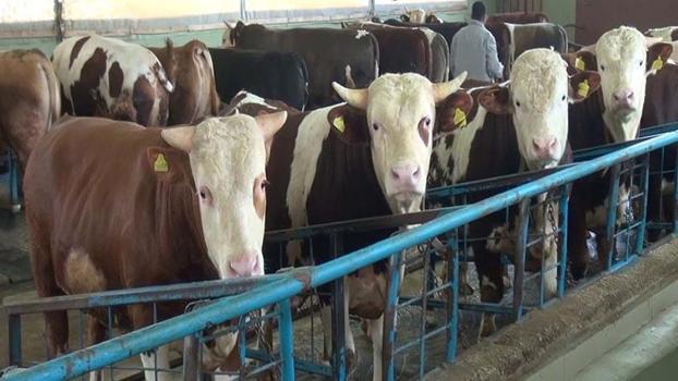 Kurban kesiminde zoonotik bulaş uyarısı; kuduz, tetanoz ve orf hastalığına dikkat