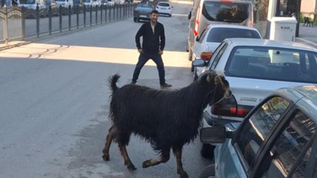 Sahibinin elinden kaçan kurbanlık keçi, uzun uğraşlar sonucu yakalandı
