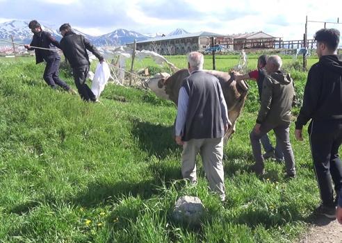 Kurban keserken kalp krizi geçirip öldü